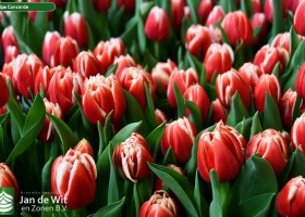 Tulipa Concorde ® (2)